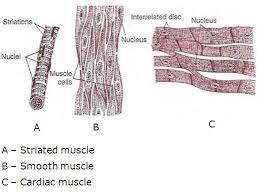Anatomynote.com found labelled diagram of the muscles in the. Chapter 3 Tissues P S Verma And V K Agarwal Solutions For Class 9 Biology Cbse Topperlearning