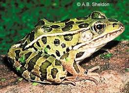 Frogs Show A Very Large Amount Of Genetic Diversity Reptiles And Amphibians Amphibians Frog
