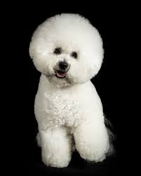 My beautiful boy had the opportunity to have his photos taken by  @mia__alicea for a book showcasing purebred dogs in the PNW. So thrilled  with how these came out and I think