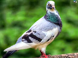 Pin By Lindakern On Peigon Pigeon Bird Bird Pictures Pigeon Breeds