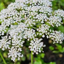 Image result for Pimpinella