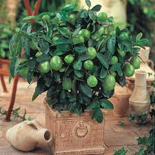 Dwarf fruit trees home depot. Gurney S 2 In Pot Dwarf Key Lime Tree Live Tropical Plant White Flowers Mature To Green Fruit 1 Pack 70722 The Home Depot