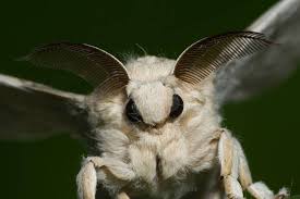 Shuker adds that the poodle moth actually looks like it could be related to these things called muslin. Venezuelan Poodle Moth Fotos Facebook