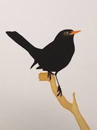 Pied Crow Black Bird With White Ring Around Neck Blackbird Screen Print Black Bird Tattoo Black Bird Bird Drawings