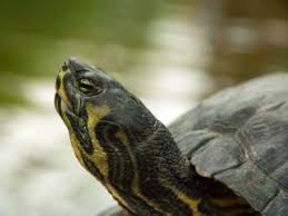 Cumberland Slider Trachemys Scripta Troostii All Turtles