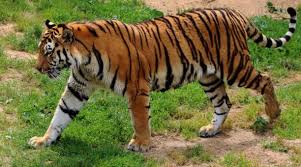 The adventures of manny rivera, a nickelodeon animated tv series. Un Tigre Escapo Del Auto De Su Dueno Y Aterrizo Las Calles De Rusia El Comercio