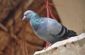 Burung merpati lebih menyukai pakan dalam bentuk butiran atau pelet. Pakan Terbaik Untuk Merpati Yang Menunjang Pertumbuhan