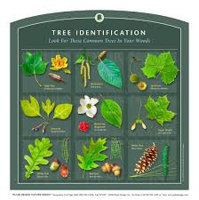 Only female hollies bloom or produce berries. Outdoor Interpretive Signs Tree And Leaf Identification Guides Parts Of Tree Anatomy Pulse Design Outdoor Interpretive Signs