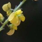 Image result for Crotalaria chrysochlora