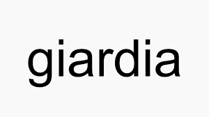 A parasite responsible for a contagious form of diarrhea. How To Pronounce Giardia Youtube