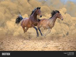 The average equine gallop clocks in at about 27 mph. Two Bay Horses Run Image Photo Free Trial Bigstock