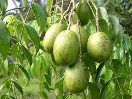 Pin On Fruits