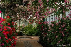 visite des serres royales de laeken sauts de puce serre planter des fleurs visite