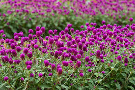 Image result for Gomphrena globosa