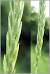 Savanna Scutch Grass