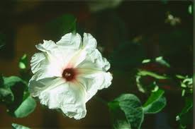Image result for Ipomoea albivenia