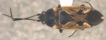 Image result for Rhamphicarpa brevipedicellata