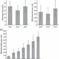Many cells don't have one. Number Of Mitochondria Per Cell A B Counting Of The Mitochondria Download Scientific Diagram