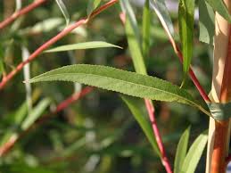 There are about 350 species in this genus worldwide, found primarily on moist soils in cooler zones in the northern hemisphere. Trauerweide Tristis Resistenta Salix Alba Tristis Resistenta Baumschule Horstmann
