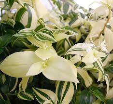 Image result for Tradescantia
