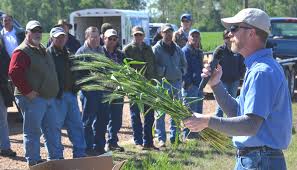 Louisiana wheat crop doing well despite cold, wet winter