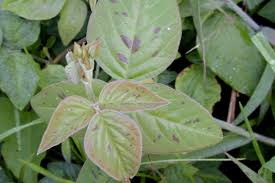 Image result for Desmodium intortum