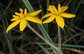 Image result for Hypoxis rigidula