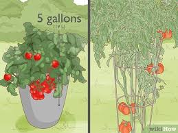 Here are four ways to do it: How To Grow Tomatoes In Pots With Pictures Wikihow