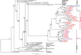 Image result for Emilia caespitosa