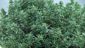 Check spelling or type a new query. Thym Plantation Entretien Cote Maison