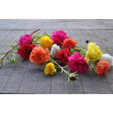 Get 80% off with cactus flower promo codes and coupon codes for october 2020. Happy Trails Mix Portulaca