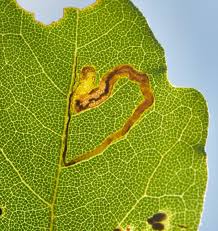 Image result for Stigmella aceris