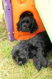 P Wurf Hunde Susse Tiere Bilder Cockerspaniel