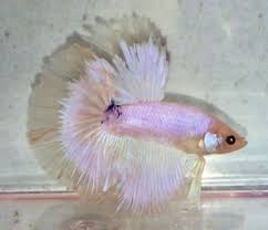 White Marble Dragonscale Male Betta Halfmoon Betta Betta Fish Beautiful Fish
