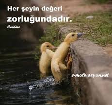 Farkindalik Yaratan Sozler Google Da Ara Ozlu Sozler Hayvanlar Hayat