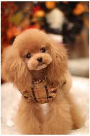 Onlinegroomingschool.com is a master groomers academy company. 340 Poodle Grooming Ideas In 2021 Poodle Grooming Poodle Grooming