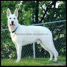 Outstanding companion and family protection dogs; White German Shepherd Dogs Puppies Polarbear