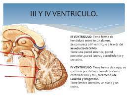 3 Ventriculo Del Cerebro Novocom Top