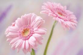 Pin De Morgan Fulce En Nature Flores De Amor Gerberas Flores Bonitas