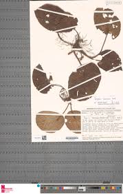 Image result for Begonia lacunosa