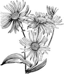 Black And White Daisy Flower Clipart Aster Amellus Bessarabicus Clipart Etc Aster Flower Tattoos Daisy Flower Drawing Daisy Flower Tattoos