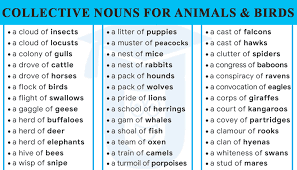 List Of 70 Collective Nouns For Animals And Birds