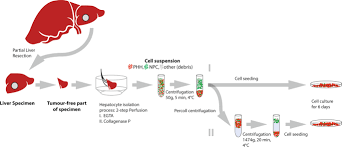 The liver regulates most chemical levels in the blood and excretes a product called bile. Impact Of Percoll Purification On Isolation Of Primary Human Hepatocytes Scientific Reports