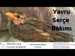 Yavru Serce Bakimi 1 Kisim Youtube