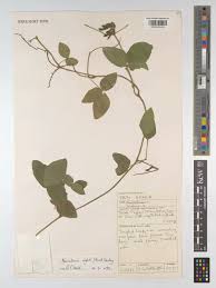 Image result for Neonotonia wightii