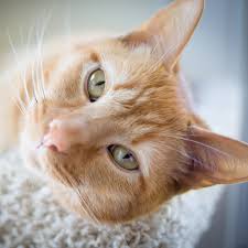 N is for: Natural Balance Cat Food