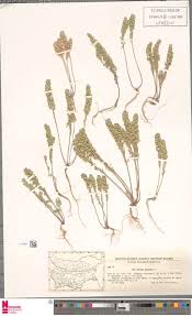 Image result for Leptochloa coerulescens