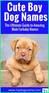 8 animal picture today boy dog names cool dog names boys cute dog names boy