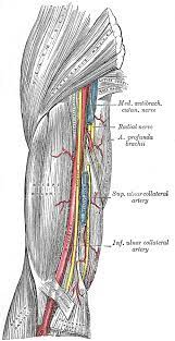 Vascular Anatomy Of The Upper Arm