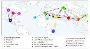 Image result for Cirsium  buchwaldii